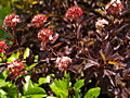 Physocarpus opulifolius Diable dOr IMG_6927 Pęcherznica kalinolistna